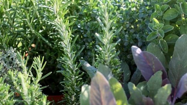 КЛЕЩИ ВЕСНОЙ МЕРЫ ПРЕДОСТОРОЖНОСТИ || Меры безопасности от клещей. смотреть онлайн