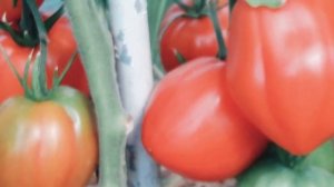 Томат Польская сливка тетушки  Сварлоо! Супер урожайный сорт гигант