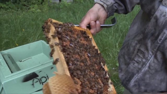 США ШЕРШНИ УБИЙЦЫ смотреть онлайн