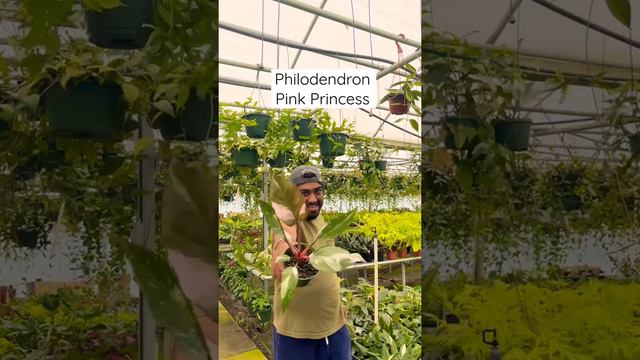 Rare greenhouse plants #greenhouse #plants #plantparents #rareplants #indoorplants #philodendron смотреть онлайн