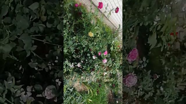 Розы 10.07.2023г. Брянск смотреть онлайн