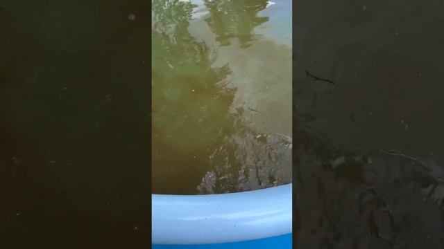 Karcher Wd3 Fast Clean Pool как быстро очистить бассейн пылесосом керхер вд3