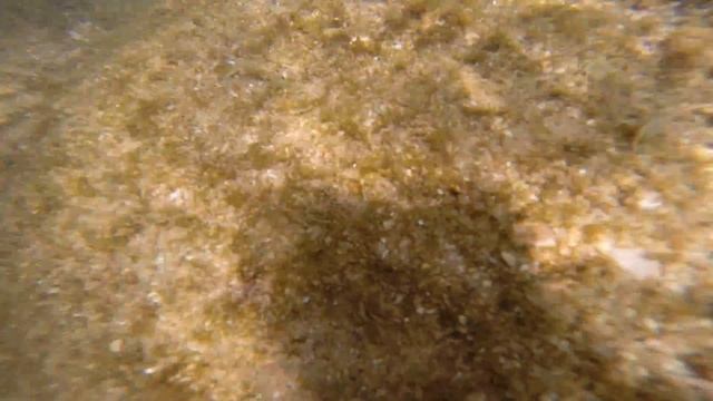 Нарвались на морских ежей смотреть онлайн