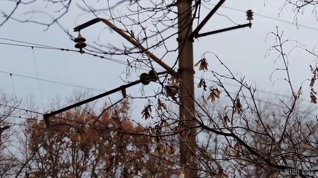 Пухляк (Буроголовая гаичка) (04.11.19)