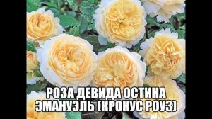 Роза Девида Остина Эмануэль Крокус Роуз