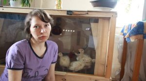 ?Индюшатам 3 недели