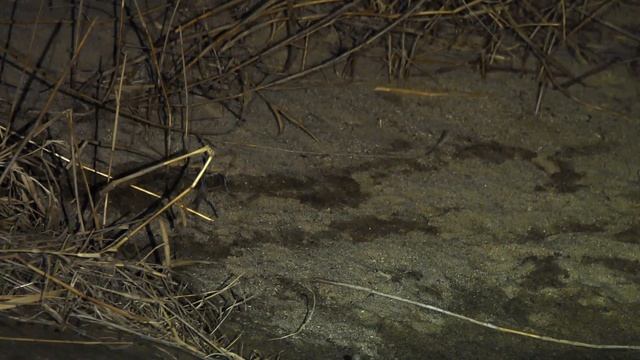 История дикой природы - Фильм 2. Потерянная земля тигров и леопардов - Документальный фильм смотреть онлайн