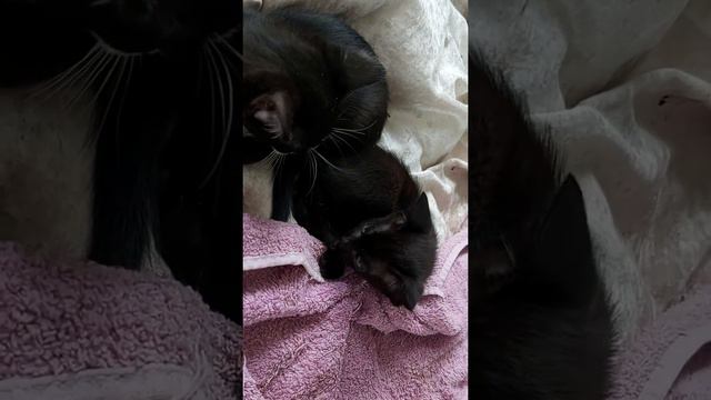 BLACK ORIENTAL KITTEN PLAYING WITH SLEEPY BROTHER.ЧЁРНЫЙ КОТЁНОК ПОРОДЫ ОРИЕНТАЛ ИГРАЕТ С БРАТОМ. смотреть онлайн