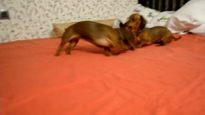 Таксы дерутся)