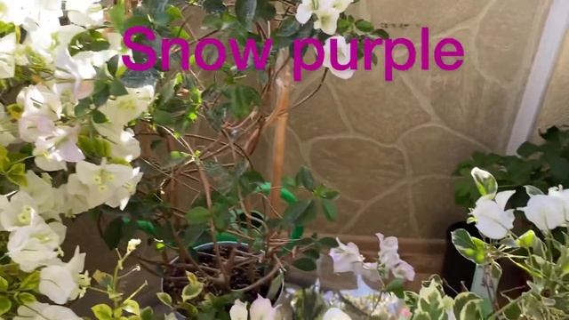 Бугенвиллия, сорта которые цветут осенью и зимой. Обзор сортов Alba, Snow Purple, White Ice, Je Lin смотреть онлайн
