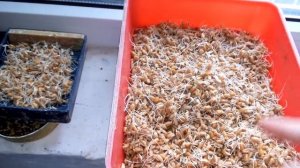 Канарейки подготовка к размножению.важно знать !!!