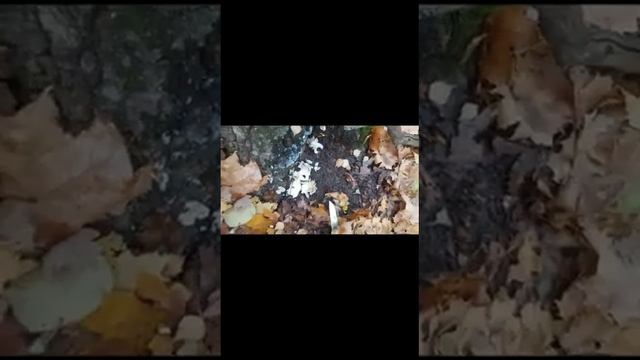 Редкий вкусный гриб Баран смотреть онлайн