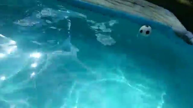 Таксята. Игра в водное поло смотреть онлайн
