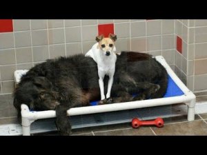 2 брошенные собаки не отходили друг от друга ни на шаг. Поэтому приюту пришлось пойти против правил