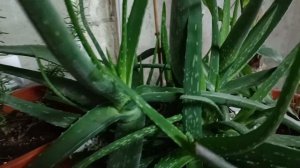 АЛОЕ!!! АЛОЕ ВЕРА и АЛОЕ ДРЕВОВИДНЫЙ!!!