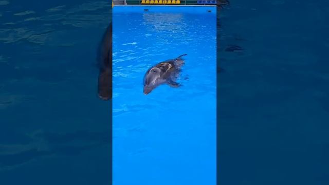 Общение с дельфином#дельфинарий#дельфины