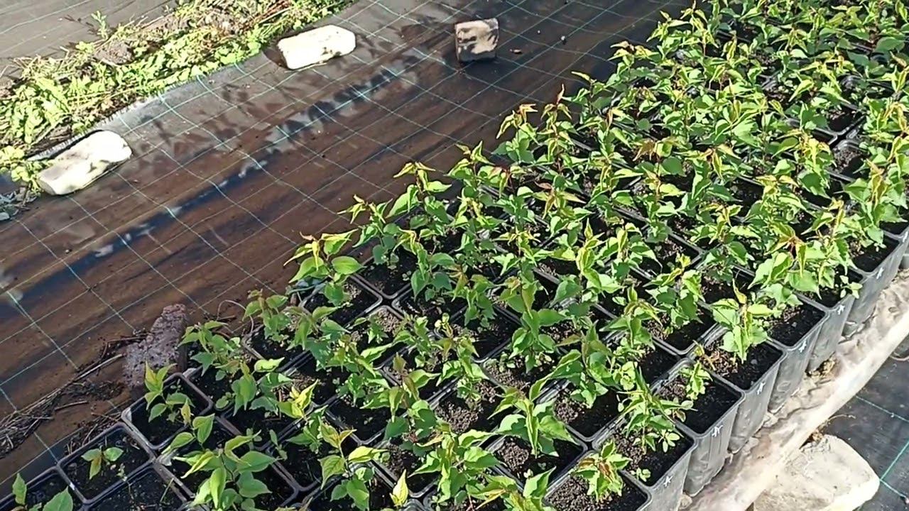 яблоки груши абрикосы осмотр сеянцев на 1 июня смотреть онлайн