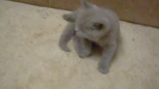 Шотландские прямоухие котята смотреть онлайн