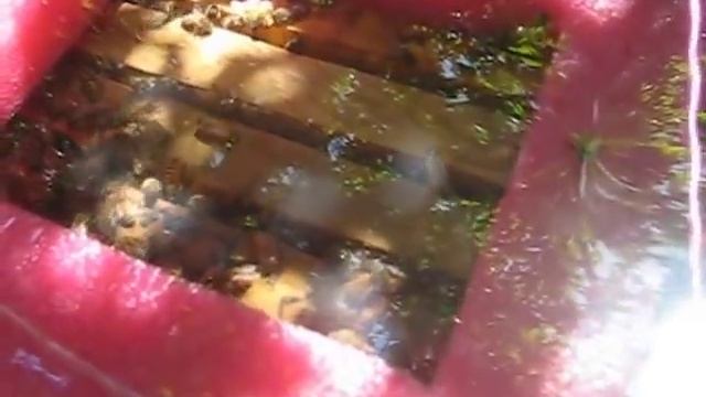 A queen less hive vs a queen right hive! смотреть онлайн