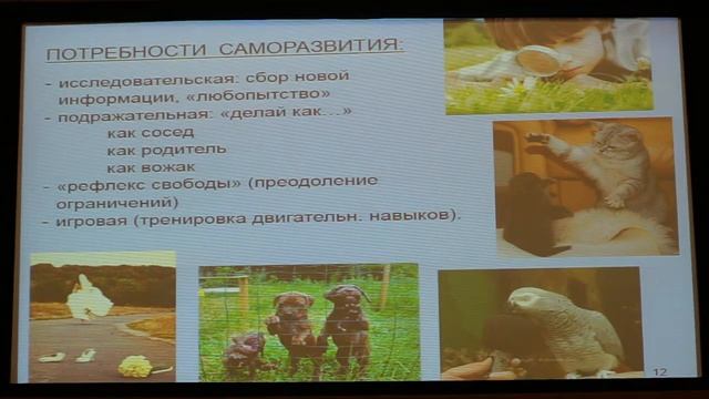 Вячеслав Дубынин, МФК весна 2018, лекция 3, мозг и потребности смотреть онлайн