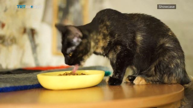 The Hermitage Cats | Culture | Showcase смотреть онлайн