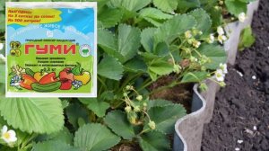 Подкормка клубники во время цветения и плодоношения