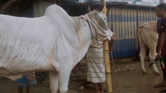 রাজিব খানকে যারা ভালোবাসেন_ তারা এই ভিডিওটা দেখবেন_নতুন কিছু আছে ভিডিওতে__Hero Rajib Khan Mawna_55 смотреть онлайн