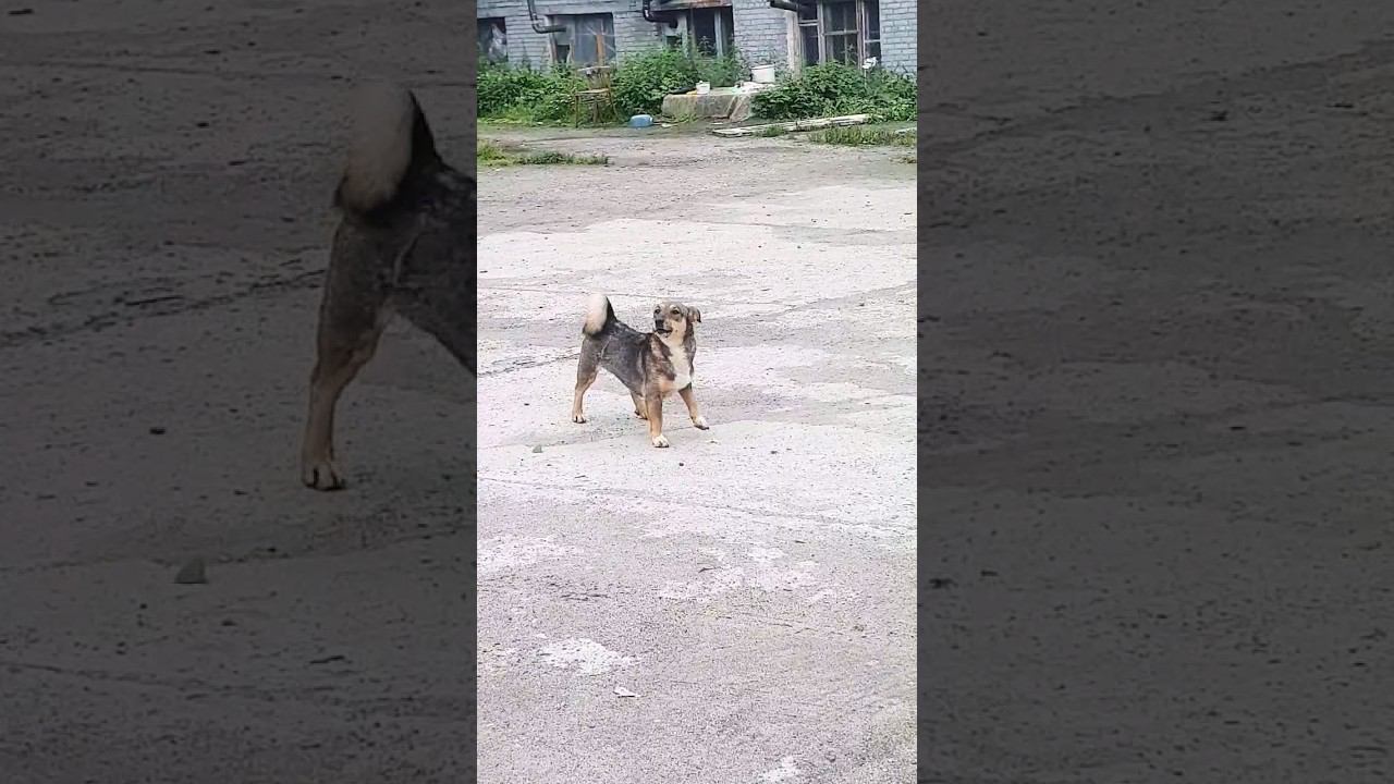 ▷Песик хозяин территории◁ смотреть онлайн