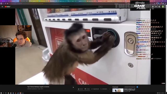 БРАТИШКИН СМОТРИТ - ВИДЕО С ОБЕЗЬЯНАМИ | "Top 5 Genius Monkeys Caught on Camera" смотреть онлайн