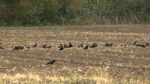 Crows, Field; USA. Вороны на поле; США (1531sp) смотреть онлайн