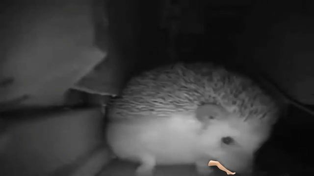 ЁЖИК ЧИХНУЛ и СЛОМАЛ НОГУ! | Шок! смотреть онлайн