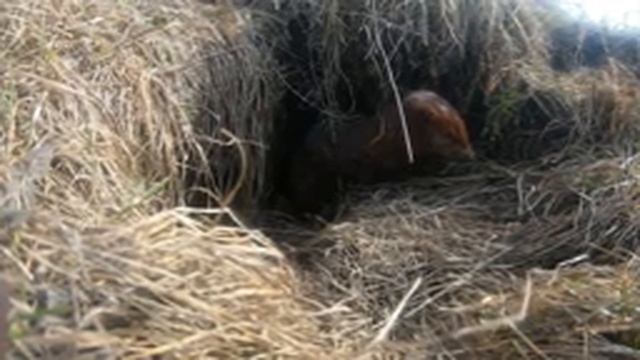 Первая рыбалка! 26.04.2021 г. Флэт,поплавок. Выдра ест сало! смотреть онлайн