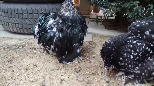 Карликовые кохинихины. Окрас черный мрамор. смотреть онлайн