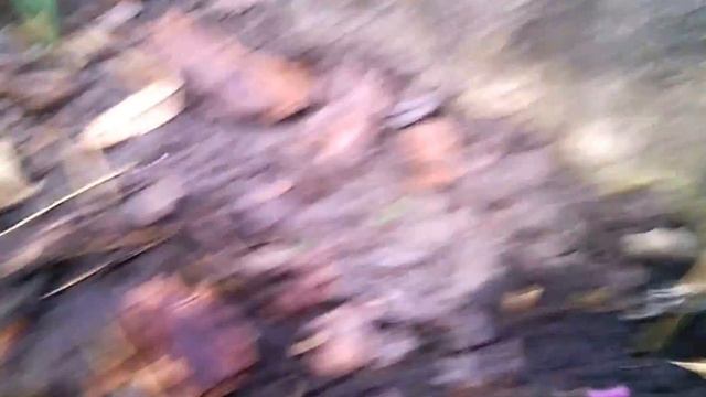 Бамбук после зимы ( ссылки на полезные вещи из бамбука в описании) смотреть онлайн