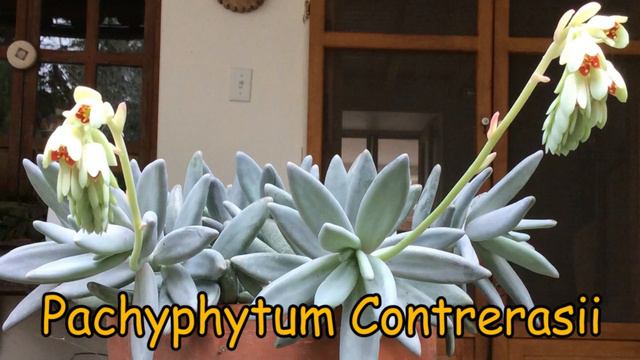🎍 24 Suculentas Pachyphytum y sus nombres 🎍 смотреть онлайн