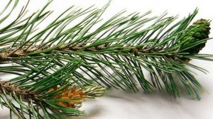 ✅ Авитаминоз симптомы. Авитаминоз как лечить. Признаки авитаминоза