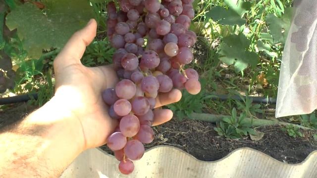 Виноград 2017 смотреть онлайн