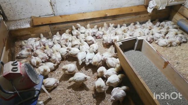 6 марта 2021. Перевод цыплят на ниппели. смотреть онлайн