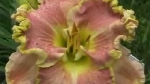 Лилейник daylily HOPES AND DREAMS смотреть онлайн