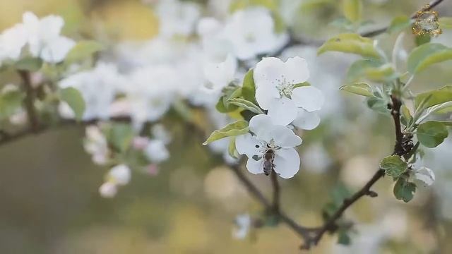 ✨С Днем рождения Наташа! Слайд-шоу с эффектами 3д параллакс. Видео из фото.? смотреть онлайн