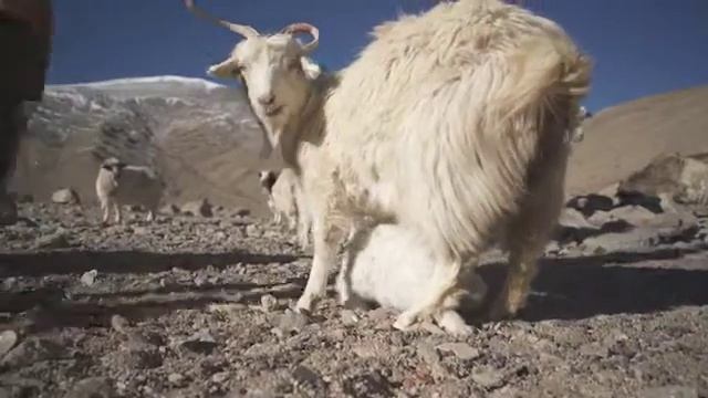 Pashmina goats in Ladakh смотреть онлайн