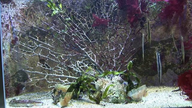 Плазма Аквариум - морские коньки смотреть онлайн