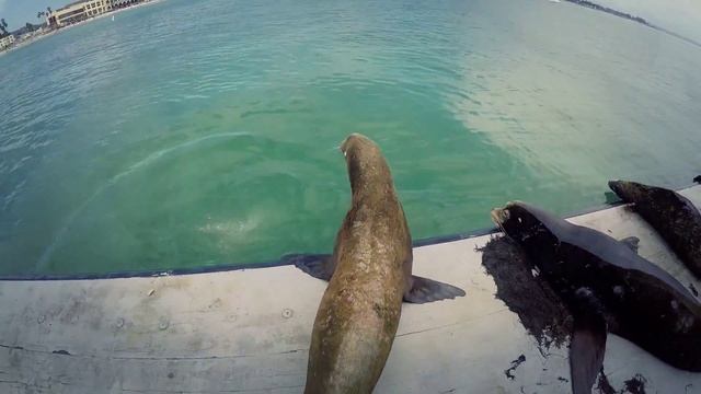 США / КАЛИФОРНИЯ / АЛЛЕЯ ЗВЕЗД / СТЭНФОРД / САН ФРАНЦИСКО смотреть онлайн