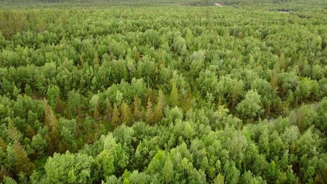 Болото, лес и край карьера смотреть онлайн