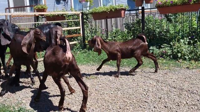 Камори козы,продажа т.8 961 290 9000 смотреть онлайн