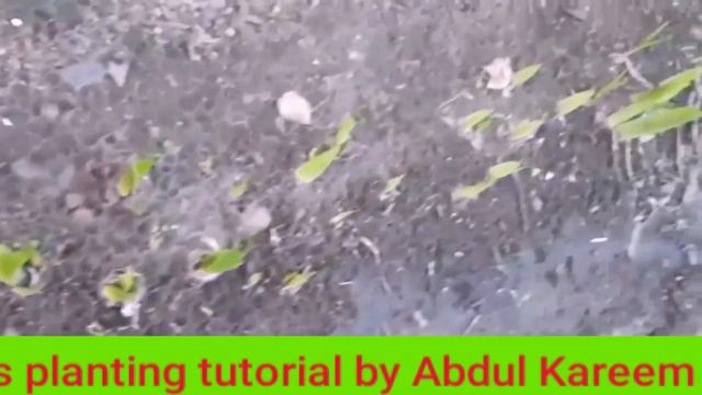 Amaryllis Amaryllis gardening അമരില്ലീസ് April Lily lily Barbados Lily Abdul Kareem C A смотреть онлайн