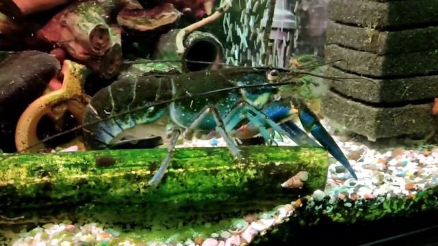 ?Дохнут раки в аквариуме???возможно из за корма!? смотреть онлайн