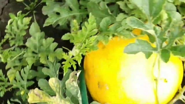 Арбузы и дыни на Урале Сложности из за погоды. смотреть онлайн