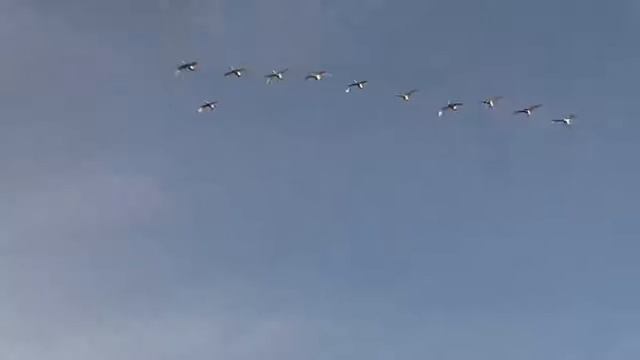 Охота на лебедей в США смотреть онлайн