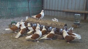 Желтобокие Краснодарские бойные голуби - Дмитрий Бундюк